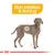 Diagram highlighting skin irritation and itching on a dog's body, with text 'Skin irritation & itching' above the illustration.