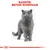 Royal Canin British Shorthair Adult