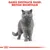 GAMĂ DESTINATĂ RASEI: BRITISH SHORTHAIR, text roșu deasupra unei ilustrații cu o pisică British Shorthair gri. Textul este în limba română și engleză.