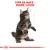 Texte visible : TYPE DE RACE : MAINE COON, illustration d’un chaton Maine Coon debout sur ses pattes arrière avec schéma de mesures en arrière-plan.