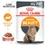 Royal Canin Intense Beauty kattemad, 85 g x12. Tekst: Care Nutrition, Sund hud & pels, SOVS. Billede af langhåret kat og foder i sovs på tallerken.