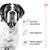 Santé des articulations, santé digestive, soutien optimal de la vitalité – texte visible à côté d’un chien Saint-Bernard en noir et blanc, logo Royal Canin en haut à droite.