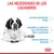Las necesidades de los cachorros: sistema inmunitario frágil, desarrollo completo de la estructura ósea y muscular, sistema digestivo delicado. Imagen de un cachorro grande acostado.
