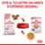 ROYAL CANIN Kitten fino a 12 mesi: confezione di crocchette, ciotola con cibo secco e umido, bustina da 85 g, crocchette e bocconcini visibili. Testo: Offri al tuo gattino una varietà di esperienze sensoriali.