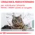 CONSULTARE IL MEDICO VETERINARIO per individuare l'alimento ROYAL CANIN adatto al tuo gatto. Testo in italiano, gatto su tavolo con veterinario.