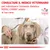 Consultare il medico veterinario per individuare l’alimento dietetico ROYAL CANIN adatto al tuo cane. VETERINARY NUTRITION.