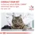 Consult your vet to find out which Royal Canin veterinary diet is right for your cat. Veterinary nutrition advice with image of a cat and a person in a white coat.