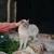 Virbac Veterinary HPM Cat Early Kidney & Joint Support KJ1