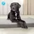 Le chien est allongé sur un tapis matelassé gris. En haut à gauche, un logo P bleu est visible.