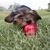 Pet using a red chew toy outdoors, demonstrating product in use for play or chewing activity.