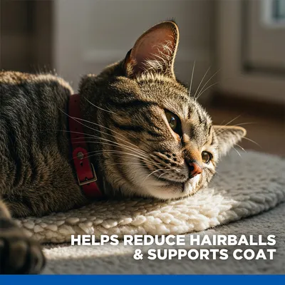 Hill's Science Plan Hairball & Perfect Coat Adult Chicken