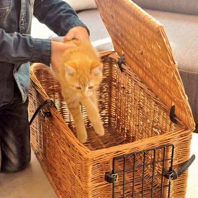 Котка се поставя в плетена транспортна кошница с метална решетка и кожени каишки за затваряне. Видими са ръцете на човек, който държи котката.