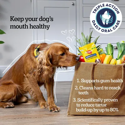 Image shows a dog next to a bag with Pedigree Dentastix Daily Oral Care. Text highlights: supports gum health, cleans hard to reach teeth, reduces tartar build-up by up to 80%.