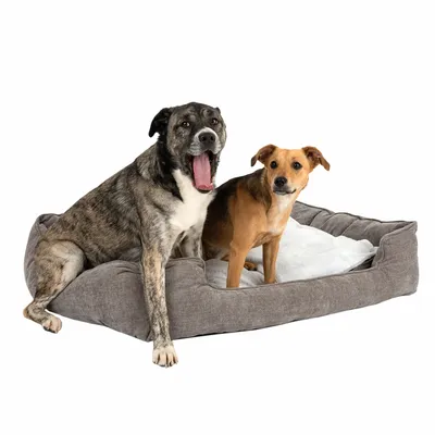 Zwei Hunde sitzen auf einem grauen Hundebett mit weissem Kissen. Produkt zeigt Nutzung des Bettes.