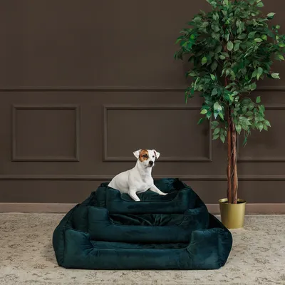 Hund sitzt auf einem dunkelgrünen Hundebett in einer stilvollen Umgebung mit brauner Wand und Zimmerpflanze.