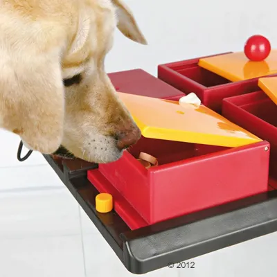Hund snuser til rød og gul aktivitetslegetøj i plastik med åbne låg og godbidder indeni. En rød bold ses på legetøjet.