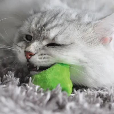 Grey cat biting green toy on a fluffy carpet.