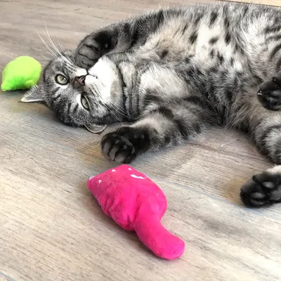 Grey cat playing with two colourful fabric toys, one green and one pink, on a wooden floor.