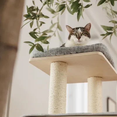Kratzbaum mit zwei Sisal-Säulen und gepolsterter Liegefläche aus grauem Stoff. Katze liegt auf der oberen Plattform.