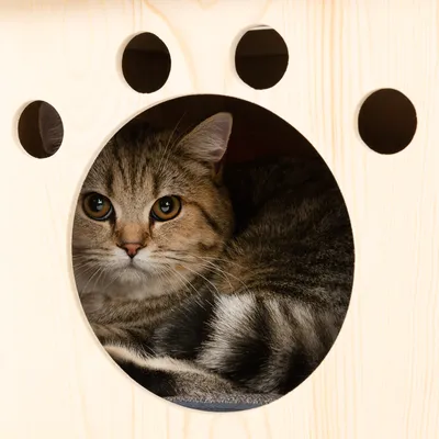 Braun getigerte Katze sitzt in einem runden Holzversteck mit pfotenförmigen Ausschnitten.