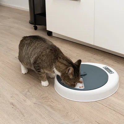 Kat eet uit een witte, ronde voerautomaat met digitale display op houten vloer.