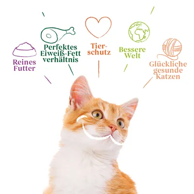 Illustration mit Katze und Text: Reines Futter, Perfektes Eiweiss-Fett-Verhältnis, Tierschutz, Bessere Welt, Glückliche gesunde Katzen.