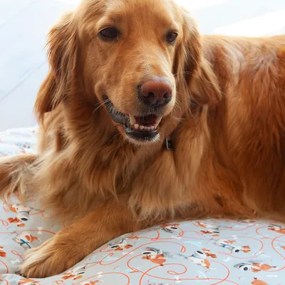 Hund med lång, gyllene päls ligger på en madrass med mönster av små hundar och röda linjer. Madrassen är placerad inomhus på ett ljust golv.