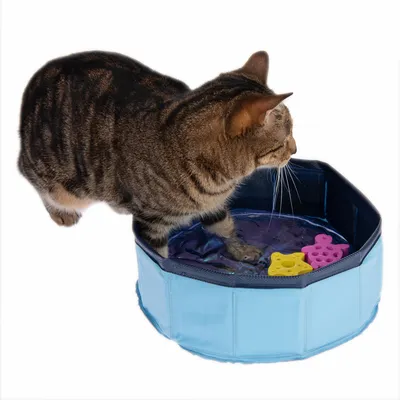 Kat står med poten i blå, rund plastikpool med vand og to flydende legetøjsfigurer i pink og gul. Poolens kant er mørkeblå.