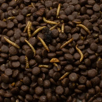 Croquettes brunes mélangées à des vers de farine séchés, vue rapprochée du produit en vrac sans emballage visible.