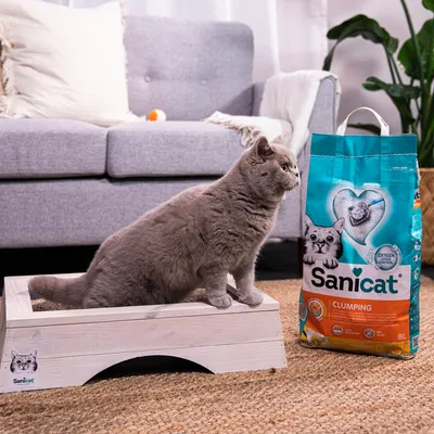 Sanicat Clumping cat litter, 8L pack with Oxygen Odor Control. Cat standing on a wooden litter box next to the packaging.