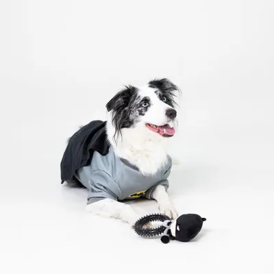 Warner Bros™ DC Gioco per cani Batman con anello