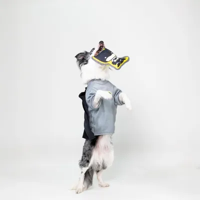Warner Bros™ DC costume da cane Batman
