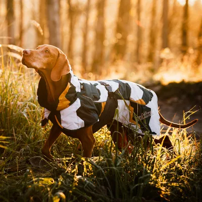 Dog wearing an outdoor jacket with camouflage pattern and visible 'Rukka' branding on the side. Setting: forest at sunset.