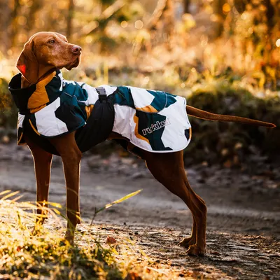 Dog wearing an outdoor jacket with a geometric pattern in white, green and yellow. 'rukka' brand visible on the jacket.