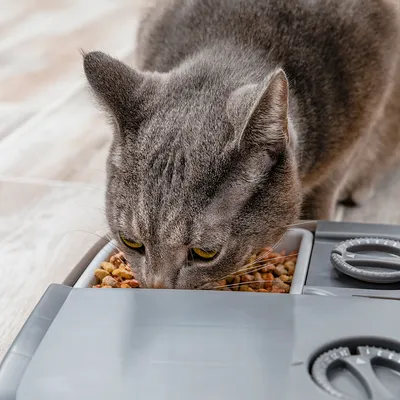 Graue Katze frisst Trockenfutter aus einem automatischen Futterspender mit grauem Gehäuse.
