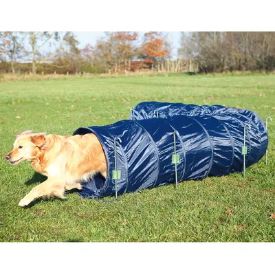 Túnel de agilidad para perros de material plástico azul, colocado sobre césped, con un perro saliendo por uno de los extremos. Incluye soportes metálicos visibles en los laterales.