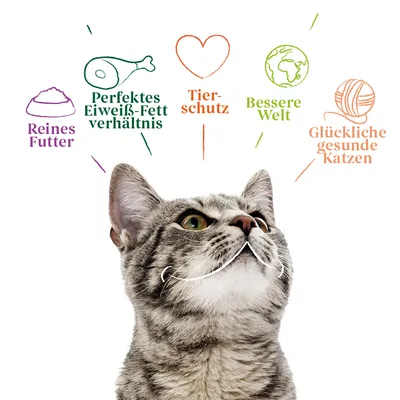 Текст на немецком: Reines Futter, Perfektes Eiweiß-Fett verhältnis, Tierschutz, Bessere Welt, Glückliche gesunde Katzen. Изображение серой полосатой кошки снизу.