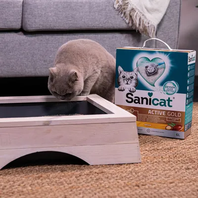 Sanicat Active Gold stelivo pre mačky s Oxygen Odour Control, balenie 6 l. Mačka skúma drevenú mačaciu toaletu vedľa balenia.