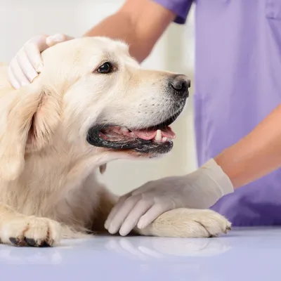 Person wearing gloves holding a dog's paw on a table, demonstrating pet care or examination procedure.