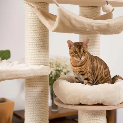 Cat tree with sisal posts, hammock and padded lying surface. Bengal cat sitting on the lying surface.