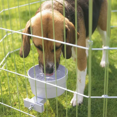 Hund trinkt aus einem an einem Metallgehege befestigten Wassernapf.