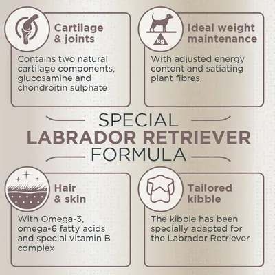 Concept for Life Labrador Retriever Adult
