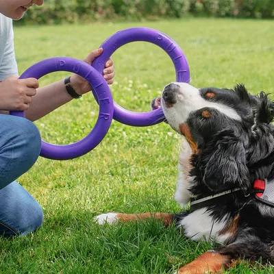 Dog playing with two purple training rings held by a person. Rings with 'Puller' inscription.