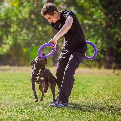 Dog playing with purple training rings outdoors, held by a person. Suitable for interactive training and exercise.