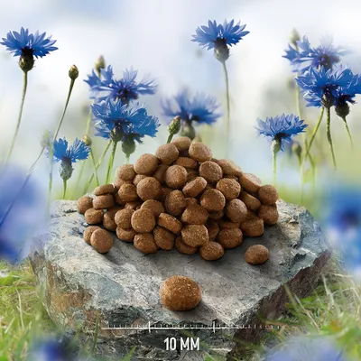 Stapel ronde brokjes op steen, maatindicatie 10 mm zichtbaar onderaan. Achtergrond met blauwe korenbloemen. Brokgrootte duidelijk weergegeven voor aankoopbeslissing.