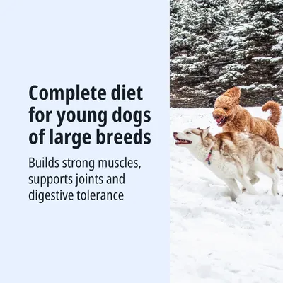 Aliment complet pour jeunes chiens de grandes races. Favorise des muscles forts, soutient les articulations et la tolérance digestive. Aliment complet pour jeunes chiens de grandes races. Favorise des muscles forts, soutient les articulations et la tolérance digestive.