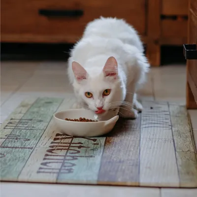 Gatto bianco che mangia crocchette da una ciotola su una tovaglietta colorata.