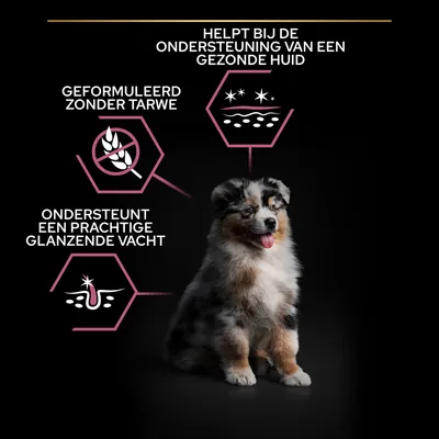 Helpt bij de ondersteuning van een gezonde huid, geformuleerd zonder tarwe, ondersteunt een prachtige glanzende vacht. Afbeelding van een puppy met drie productclaims.
