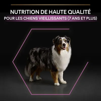NUTRITION DE HAUTE QUALITÉ POUR LES CHIENS VIEILLISSANTS (7 ANS ET PLUS) écrit au-dessus d’un chien adulte debout sur fond noir.