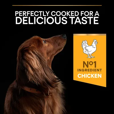 Text: 'Perfectly cooked for a delicious taste'. Gult fält med illustration av kyckling och text: 'No1 ingredient chicken'. Texten är på engelska.